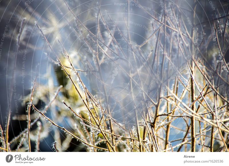 I don't know what you're talking about. Winter Snow Tree Twigs and branches Garden Drape Curtain Zigzag Prongs Blue Gray White View from a window Vista