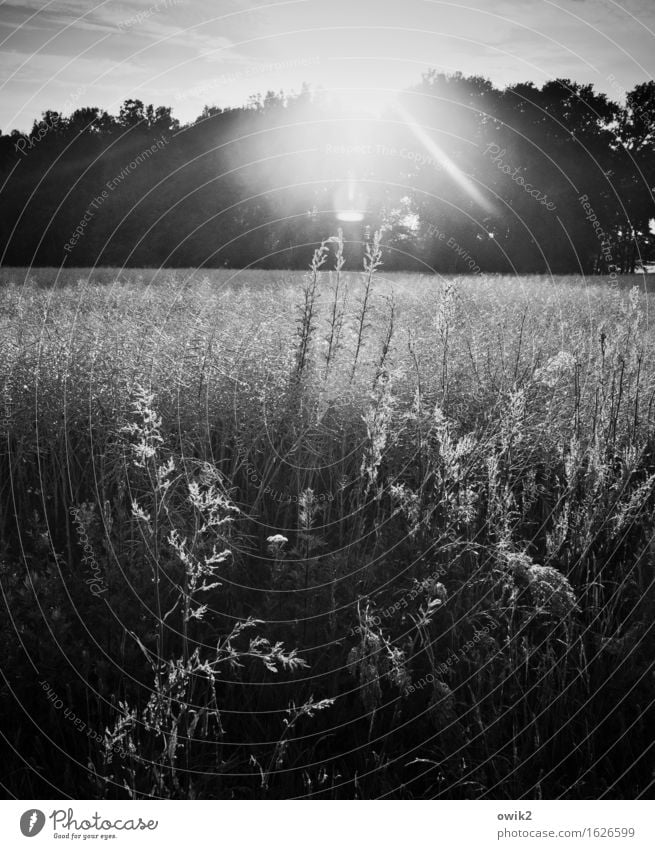 b/w | Forest and meadow photo Environment Nature Landscape Plant Sky Climate Beautiful weather Tree Grass Bushes Agricultural crop Wild plant Meadow Field