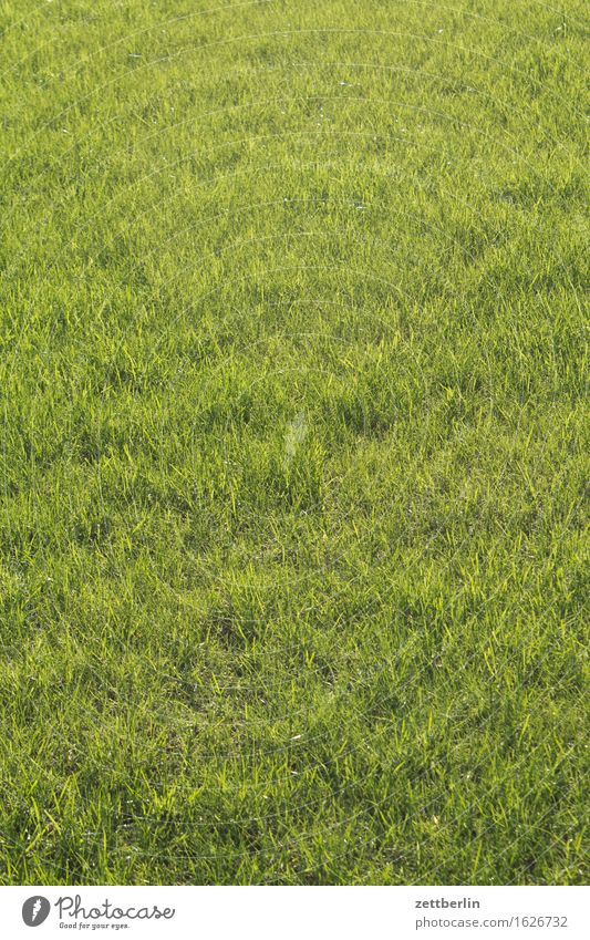 Simply Green Grass Lawn Grass surface Meadow Suburb Front garden Garden Mow the lawn Reap Lawnmower Haircut Average Background picture Structures and shapes