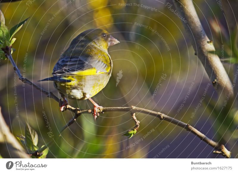 greenfinch Environment Nature Animal Beautiful weather Plant Tree Bushes Bird Green finch 1 Relaxation Dream Small Natural Cute Yellow Colour photo