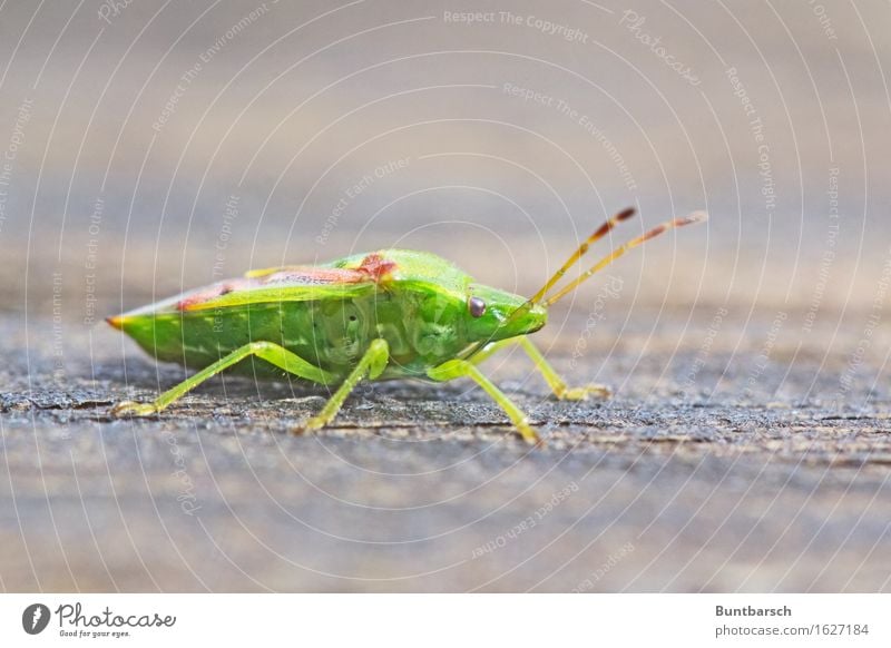 bug Environment Nature Animal Beetle Bug Insect Articulate animals Hexapod 1 Disgust Brown Green Colour photo Exterior shot Close-up Macro (Extreme close-up)