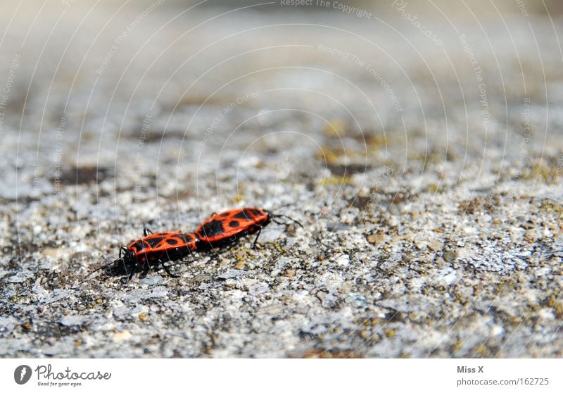 sex :-) Colour photo Exterior shot Wall (barrier) Wall (building) Beetle Stone Spring fever Firebug Insect There's a little bug sitting on the wall.