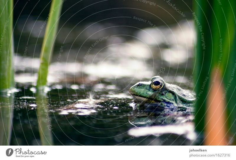 Asparagus curd! Water Common Reed Garden Park Pond Animal Wild animal Frog Frog eyes Water frog 1 Wet Green Brave Desire Lovesickness Passion Love affair quarks