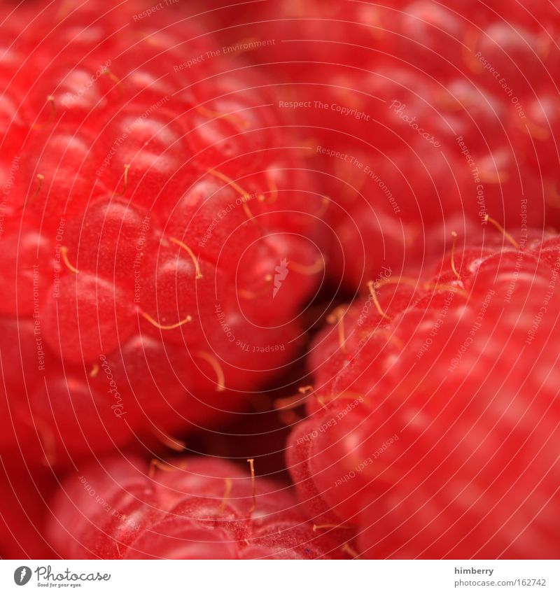 berry him Colour photo Multicoloured Exterior shot Close-up Detail Macro (Extreme close-up) Deserted Copy Space left Copy Space right Copy Space top