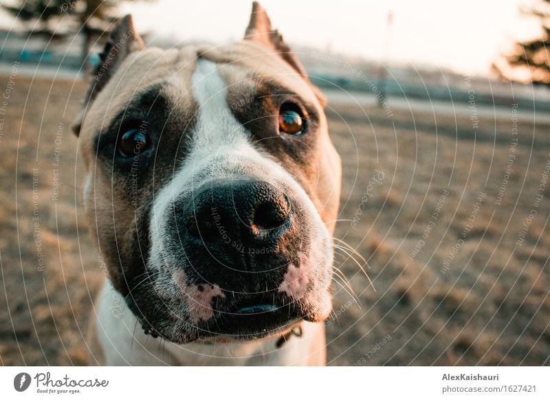 Cute staffordshire terrier dog is looking to the camera. Lifestyle Environment Nature Landscape Animal Spring Summer Grass Park Pet Dog 1 Playing Authentic