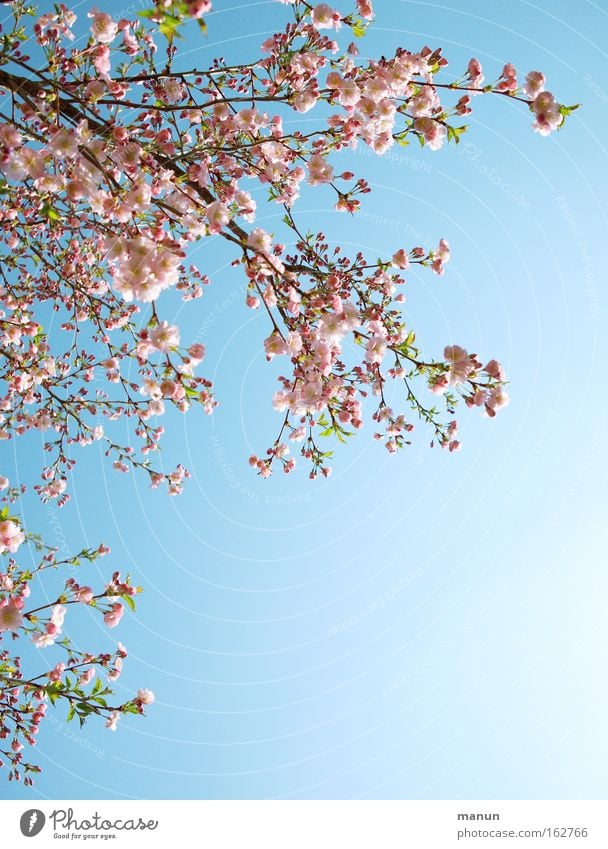 cherry tree Spring Blossom Cherry Cherry tree Ornamental cherry Cherry blossom Warmth White Pink Blue Weather Branch Horticulture Background picture Beautiful