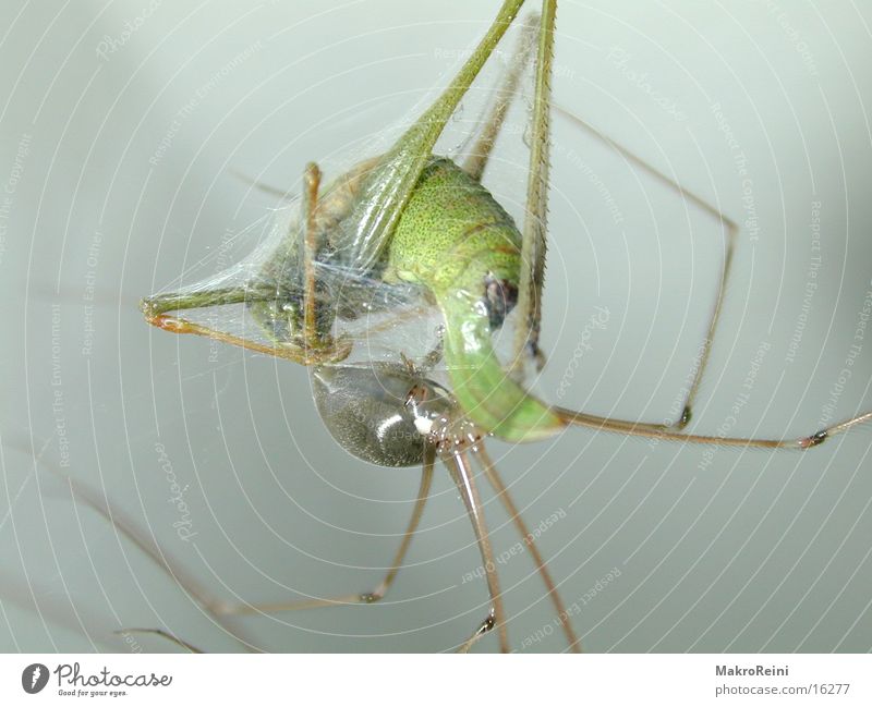 lunches Spider Locust Macro (Extreme close-up) Net