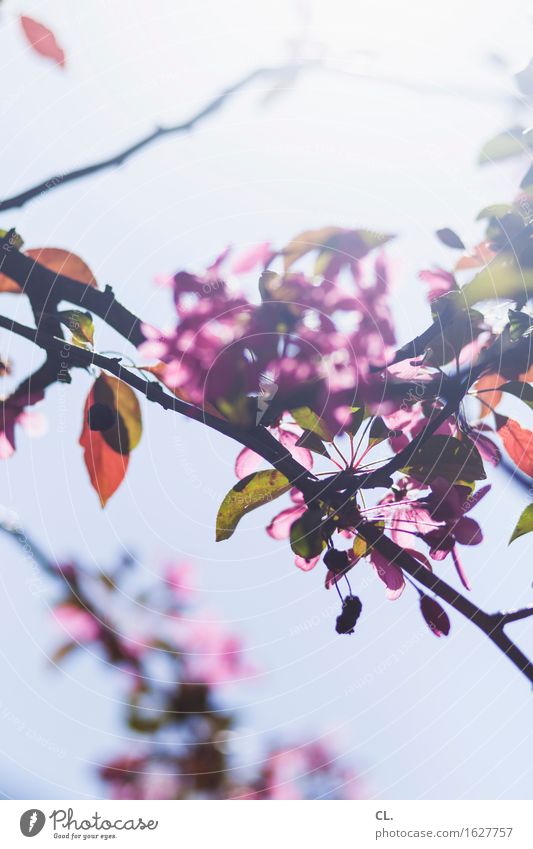 May Environment Nature Sky Spring Summer Weather Beautiful weather Tree Leaf Park Bright Colour photo Exterior shot Deserted Copy Space top Copy Space bottom