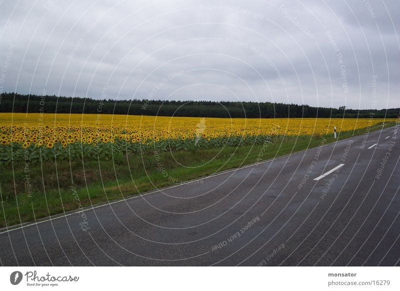 sunflower field Sunflower Field Colour Street drag Herzberg