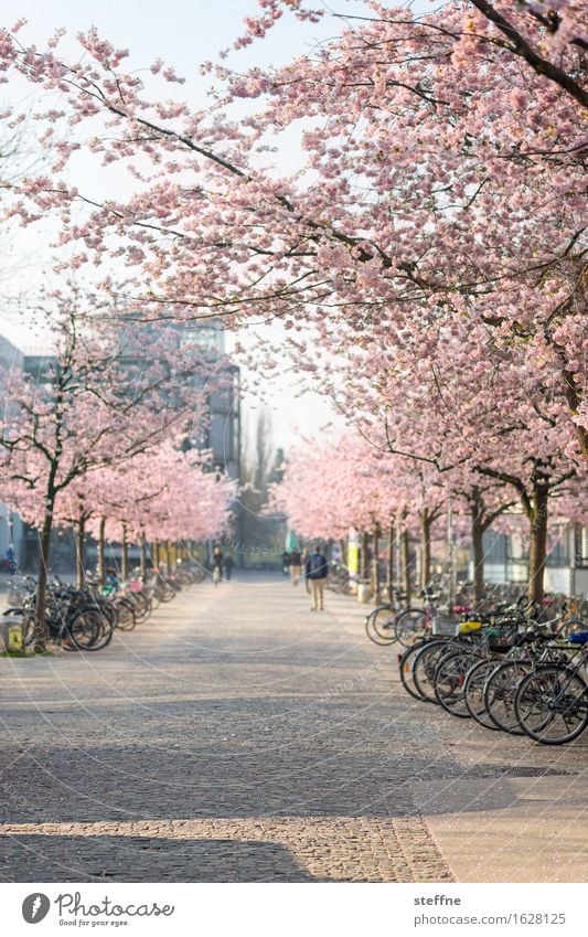 What will be Nature Plant Spring Tree Beautiful Japanese cherry blossom Cherry blossom Cherry Blossom Festival Goettingen University of Goettingen