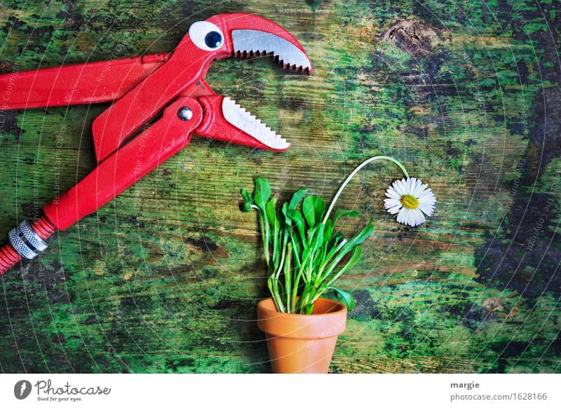 "A pair of pliers with eyes is talking to a daisy in a flowerpot. Work and employment Craftsperson Gardening Workplace Agriculture Forestry Plant Flower