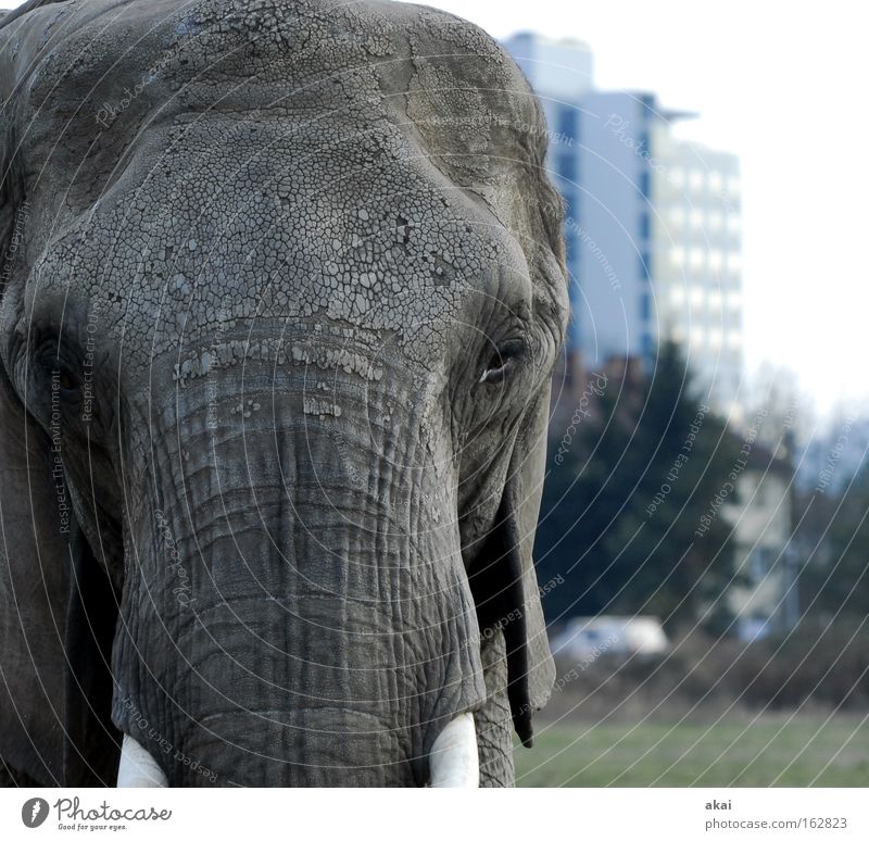 Easter bunny Animal Elephant Watchfulness Testing & Control Caution Looking Foraging Smart Transport Meadow Trunk Tusk Trust Might Mammal