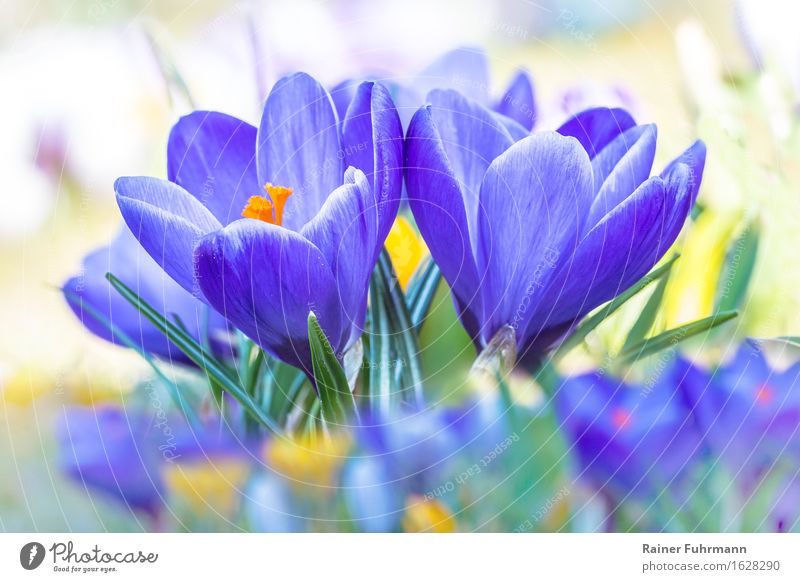 flowering, blue crocuses Nature Plant Flower Blossom "Crocus Crocuses" Garden Park Meadow Esthetic Fragrance Blue Joie de vivre (Vitality) Spring fever Romance