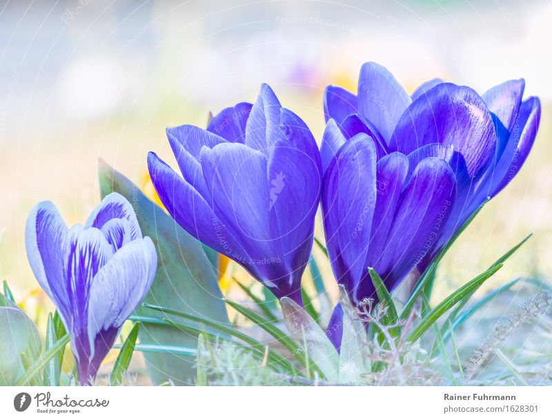 Blue crocuses in cool light Environment Nature Plant Spring Park Meadow Joie de vivre (Vitality) Anticipation Sympathy Beautiful "Plant Garden garden plant