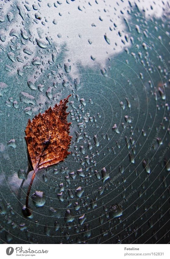 rainy days Rain Drops of water Varnish Car Water Leaf Tree Birch tree Brown Green Gray Autumn