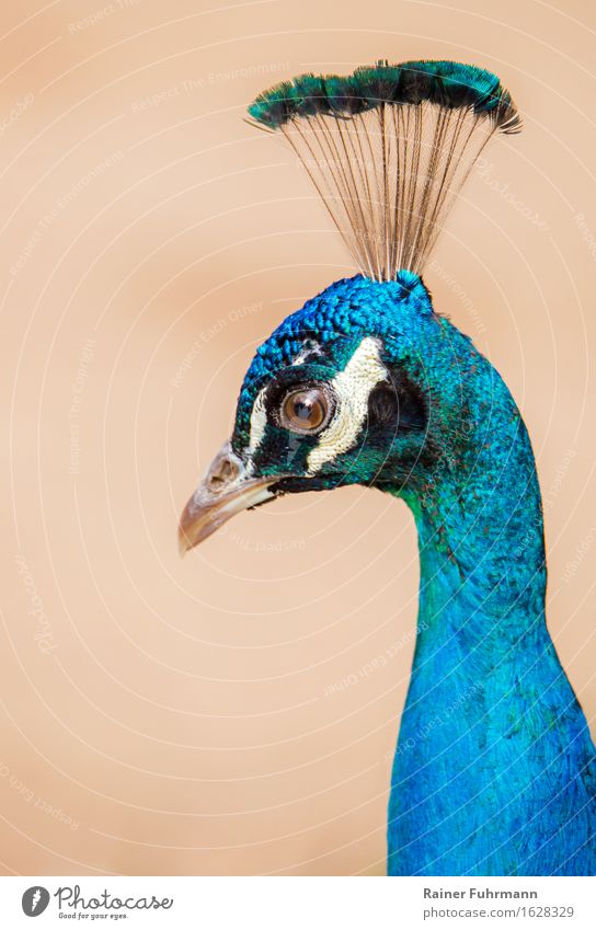 Portrait of a Blue Peacock Environment Nature Animal Park Pet 1 Beautiful "Portrait Indian peacock Crown Beauty & Beauty Elegant noble Colour photo