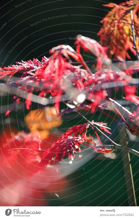 maple view Maple tree Morning Sunrise Blossom Tree Bushes Red Branchage Pot Pot plant Multicoloured Happy Park