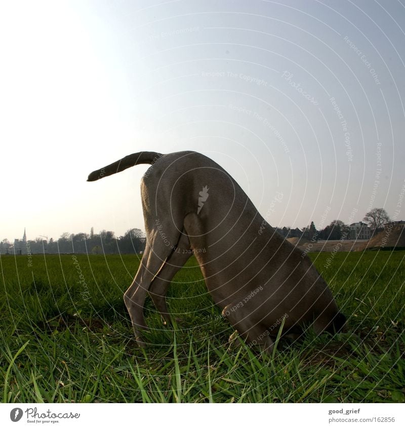 [DD|Apr|09] Headless Dog Tails Meadow Grass Blade of grass Elbe Dresden Sun Light Pelt Joy Mammal Put your head in the sand. tia user meeting