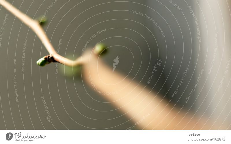 sharp bud Nature Plant Spring Blossom Foliage plant Blossoming Growth Bud Leaf bud Ginko Force Dynamics Branch Focal point Photographic technology Colour photo