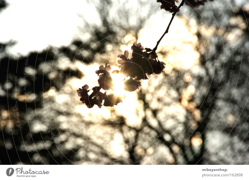 cherry blossom Cherry Sun Sunset Cherry blossom Shadow Blossom Spring