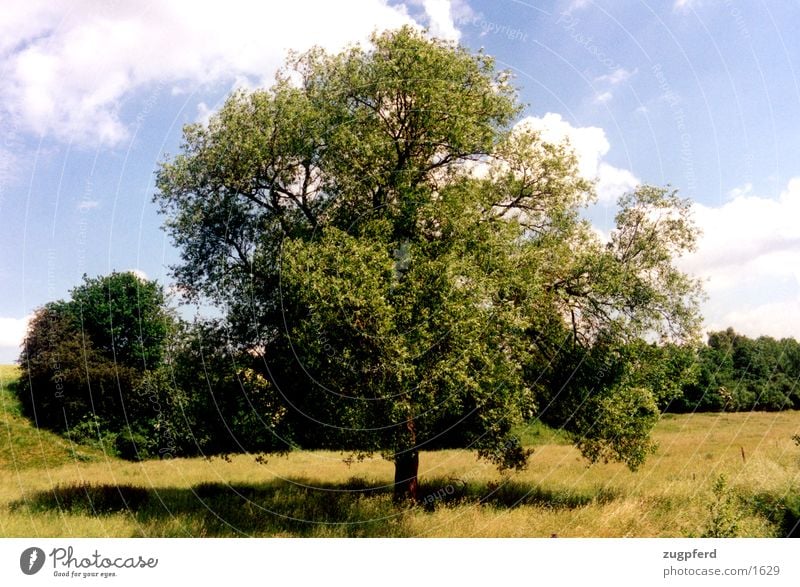 tree_2 Meadow Field tree alone Nature Free