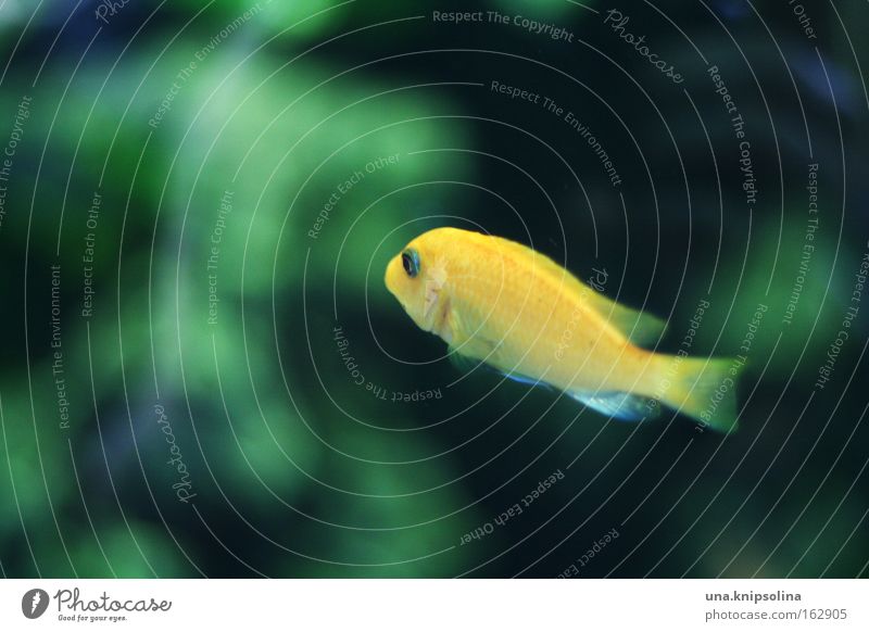 poisson Fish Swimming & Bathing Dive Zoo Water Aquarium Glass Yellow Green Signs of the Zodiac Algae Aquatic plant Deep sea Basin Underwater photo