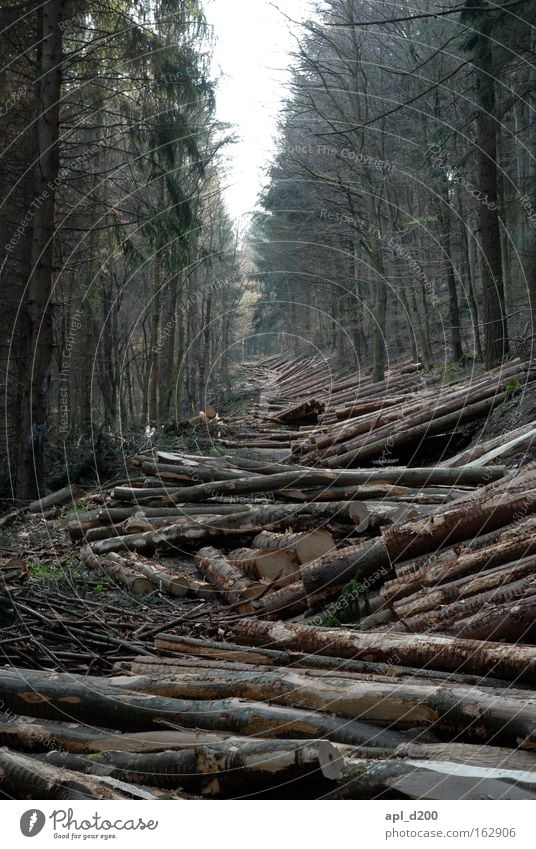 Valentine's Day Forest Tree Wood Branch Lanes & trails Center point Nature Clearing Wood chopping Tree felling Closed woodland clear cutting