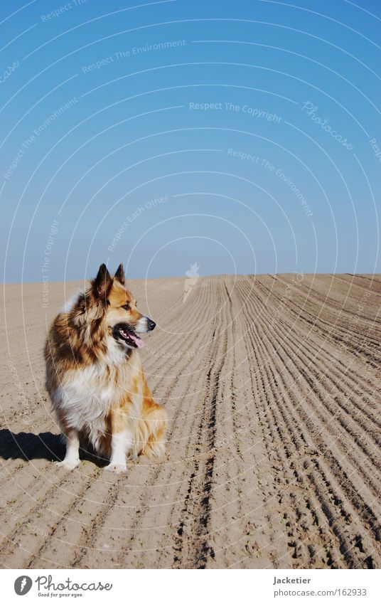 dog Dog Desert Sky Field Animal Brown Collie