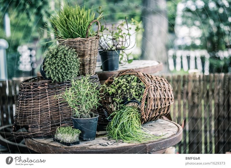 Herb garden in a basket Food Herbs and spices Chives Rosemary Cress Thyme wheatgrass Mint Marjoram Nutrition Organic produce Vegetarian diet Lifestyle Joy Save