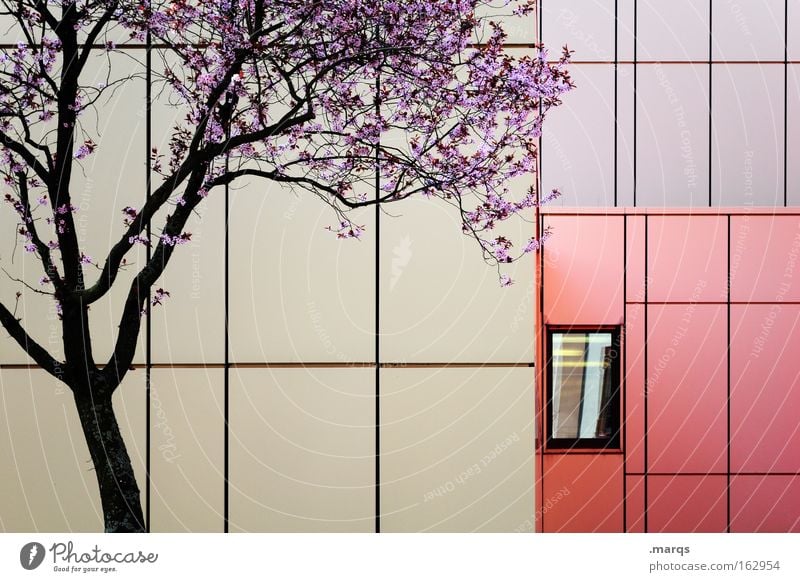 Purple Environment Nature Plant Climate Climate change Tree Blossom Architecture Facade Window Line Blossoming Esthetic Beautiful Violet Red Emotions