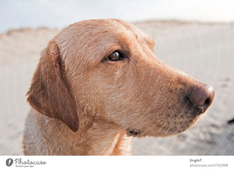 sensitive Dog Beach Ameland Island Labrador Looking Sensitive Intensive Absentminded Dream Alert Mammal Joy Coast Think wistfully almost human Profile Sadness