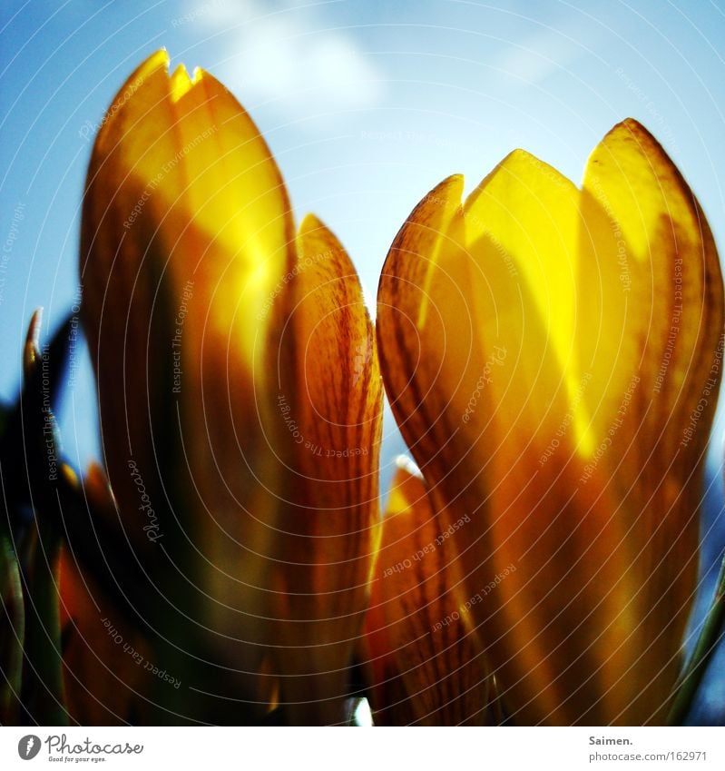 little giants Colour photo Light Back-light Joy Beautiful Life Sun Sky Clouds Spring Beautiful weather Flower Happiness Bright Yellow Crocus Good mood Cheerful