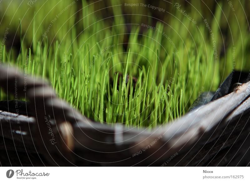 it greenens so greenly Grass Green Spring Basket Seed Decoration Reticular Blade of grass Plant Macro (Extreme close-up) Close-up Sow Shoot Earth Lawn