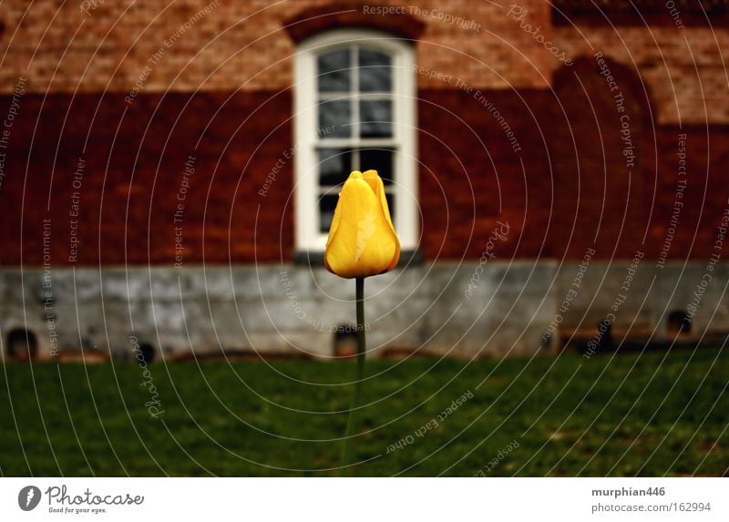 Tulip in Winter Flower Blossom Spring Building Winter flower North Carolina Brick Hayesville