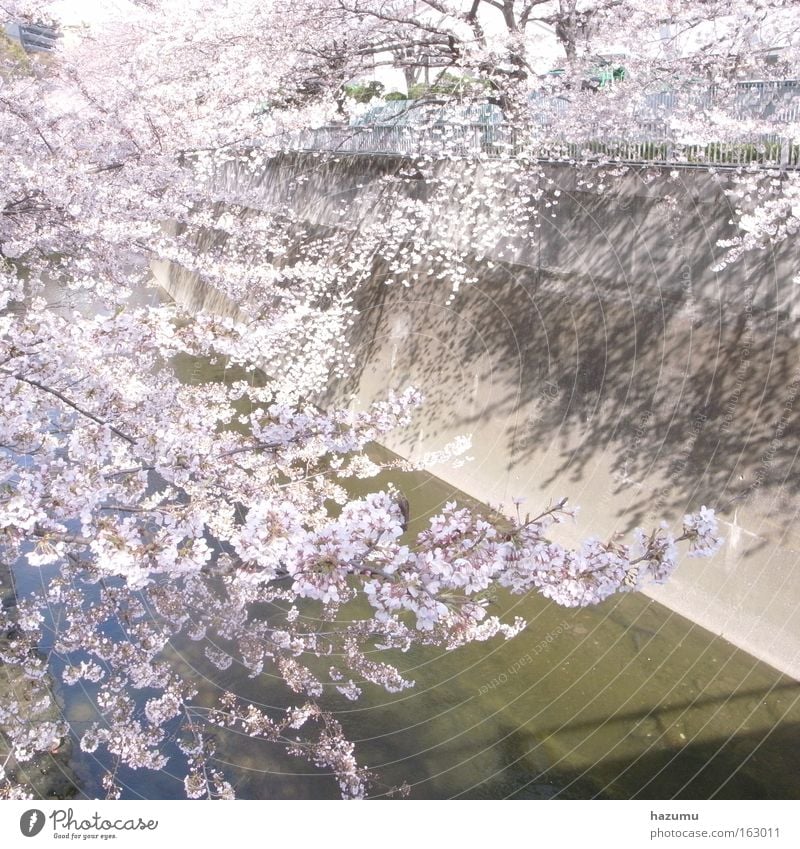 cherry blossoms #4 Cherry blossom White Pink Spring River Japan Tokyo Brook In Frühling