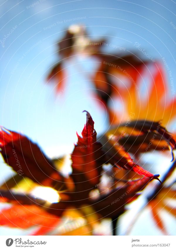 gold leaf Colour photo Exterior shot Close-up Macro (Extreme close-up) Deserted Copy Space top Day Light Deep depth of field Central perspective Sun Plant Sky