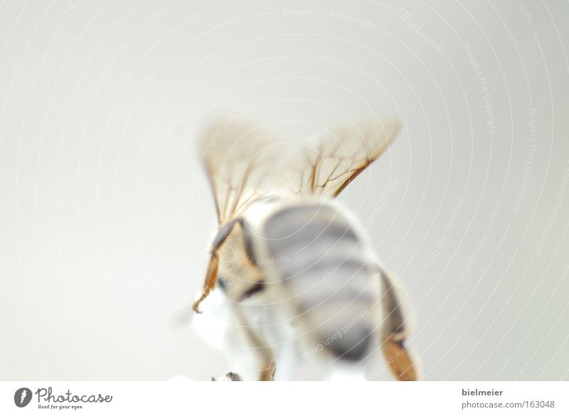 beefly Bee Summer Gray Yellow Sun Joy Behind White Transparent Wing