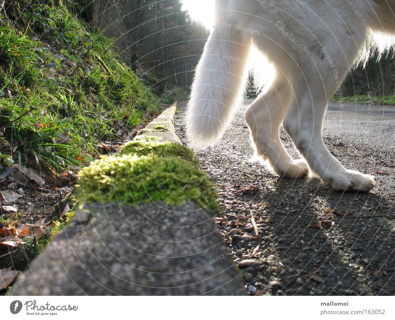 EVERYTHING HAS AN END Bottom Street Paw Going Loneliness Fear Dangerous End Hind quarters Roadside Curbside Gutter Wolf Edge Panic Mammal white shepherd dog