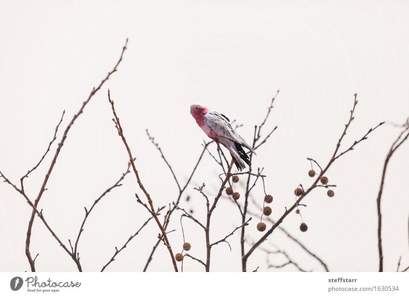 Rose breasted cockatoo bird Vacation & Travel Tourism Nature Plant Animal Forest Wild animal Bird 1 Gray Pink Red White Colour photo Morning Central perspective