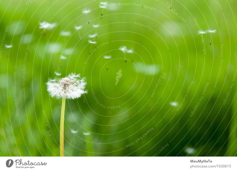 Dandelion seeds in the morning sunlight Freedom Summer Clock Nature Plant Wind Flower Flying Growth Fresh Green Colour Pollen wishes time spring enjoyment weed