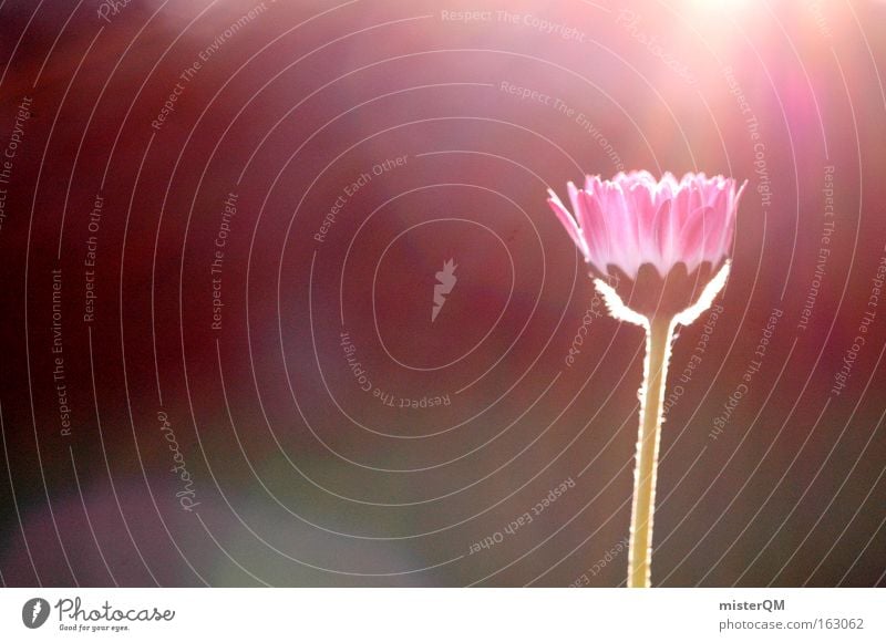 Into The Sun. Daisy Meadow Grass Light Summer Fresh Blossoming Back-light Sunset Colour Flower Nature Detail Transience Exterior shot