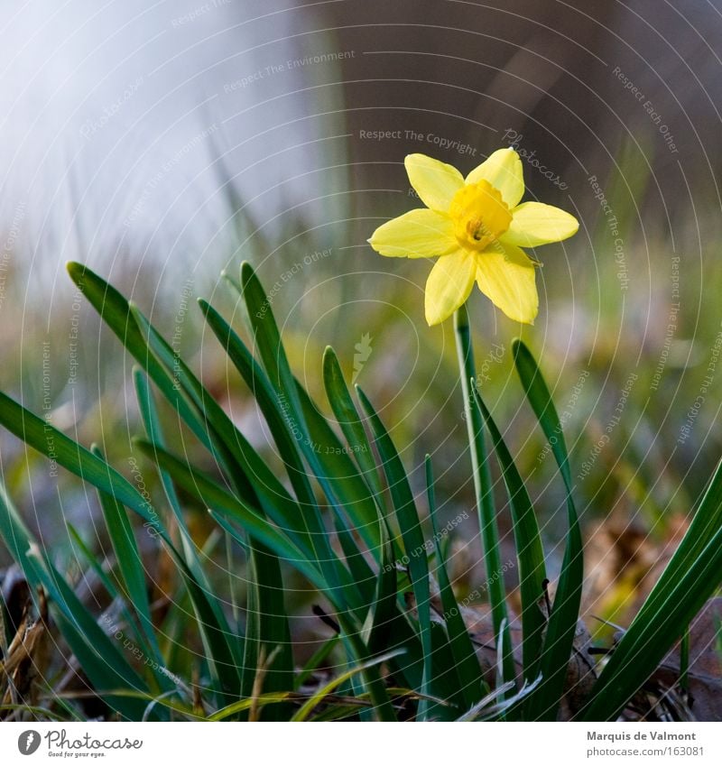 spring fever Flower Blossom Narcissus Amaryllis Plant Nature Spring Spring flower Loneliness Individual