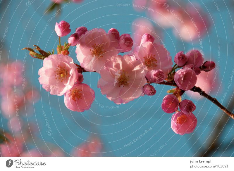 bees and flowers Blossom Splendid Spring Pink Red Flower Bud Life Park Beautiful