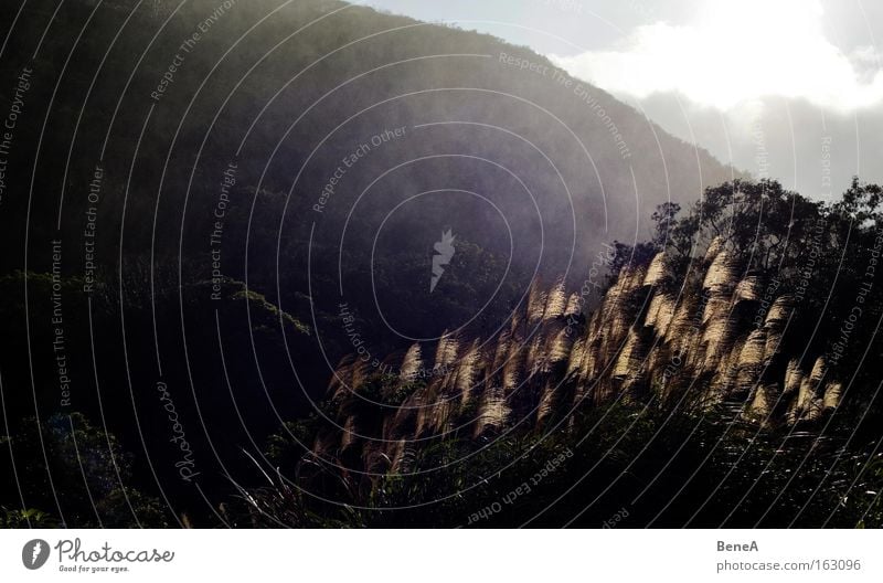 rain Summer Sun Mountain Nature Plant Drops of water Rain Tree Forest Fresh Common Reed Taiwan Back-light