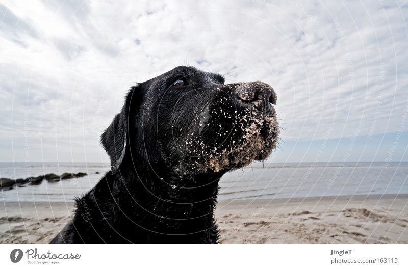 irrepressible joy Dog Beach Ameland Island Labrador Looking Intensive Alert Dream Joy Coast Mammal Think wistfully almost human Profile Sadness