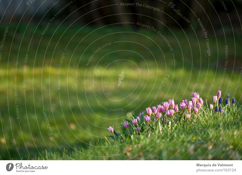 Collect to attack Flower Spring flowering plant Garden Room Green Crocus Park heralds of spring Deep wild tulips