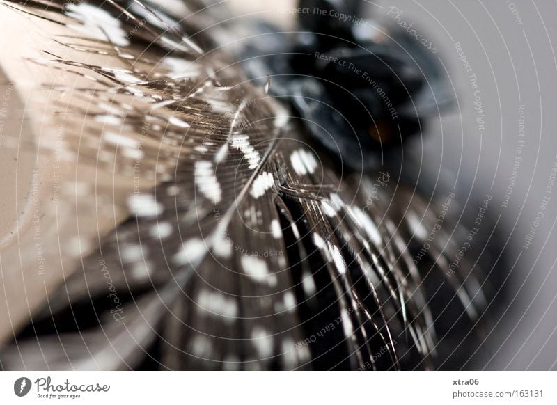 jewellery doll Torso Speckled Flower Blossom Black & white photo Macro (Extreme close-up) Close-up Feather