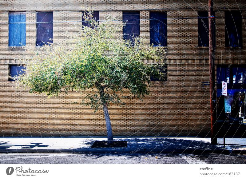 tree Tree House (Residential Structure) Street Town Window Facade Light Bright Hot Shadow Summer Traffic infrastructure ybor city