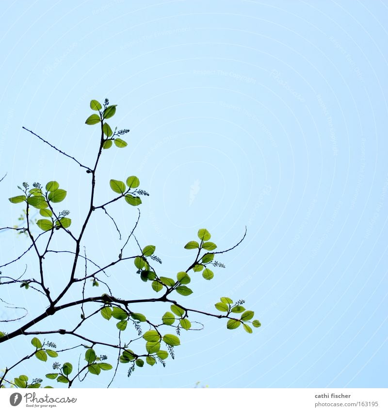 spring green Leaf Green Branch Twig Sky Blue Spring Bud Leaf bud Blossoming Decent Nature Brown Colour