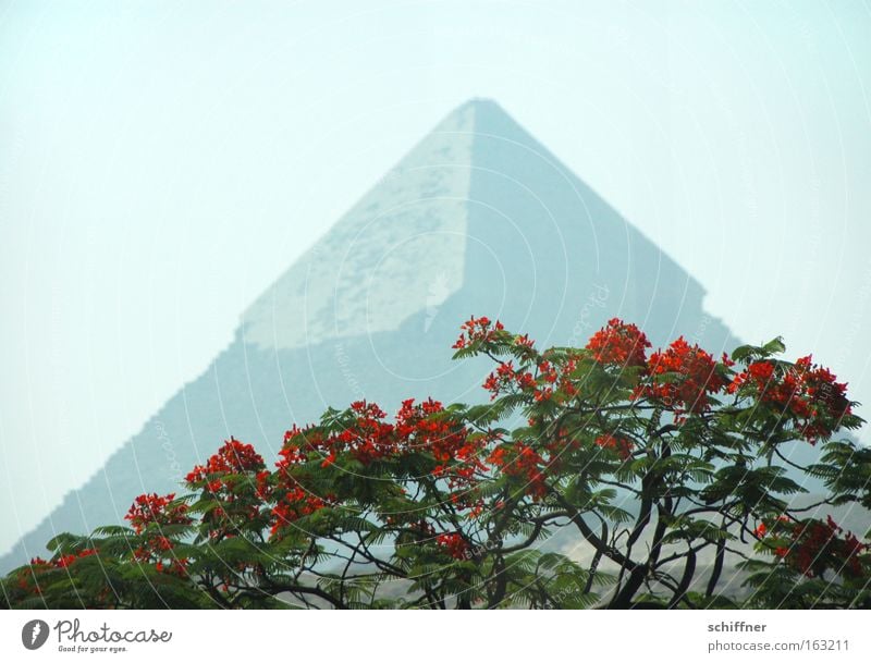 fata morgana Pyramid Egypt Giza Cairo Pharaohs Blossom Tree Acacia Red Far-off places Point Africa Cheprene Seven Wonders of the World flowering tree